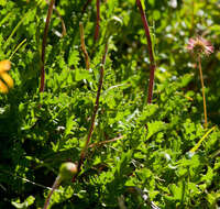 Image of Scapisenecio pectinatus var. major (F. Muell. ex Belcher) Schmidt-Leb.