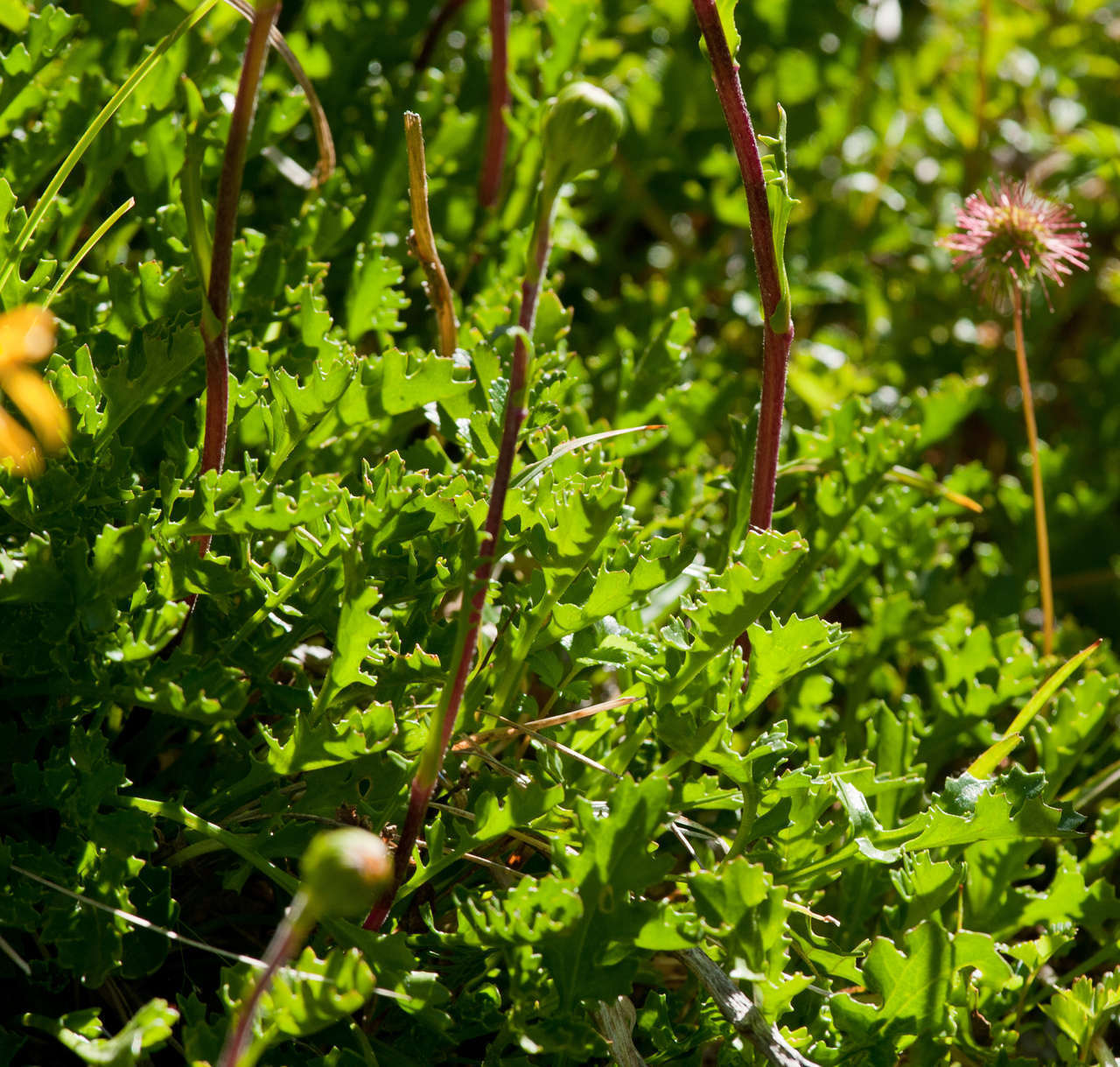 Image of Scapisenecio pectinatus var. major (F. Muell. ex Belcher) Schmidt-Leb.