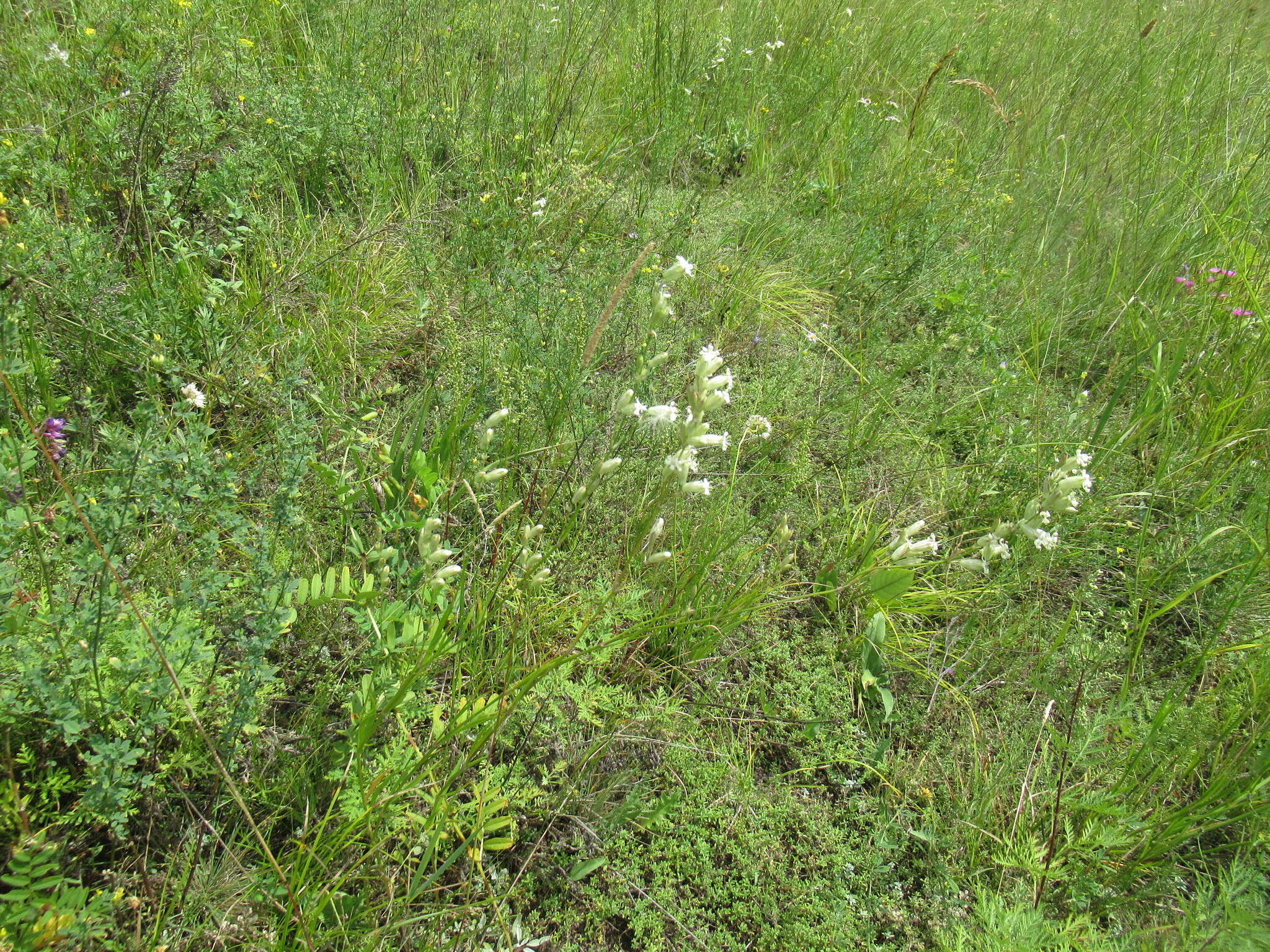 Image of <i>Silene jeniseensis</i>