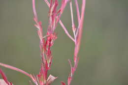 Imagem de Epilobium lamyi F. W. Schultz