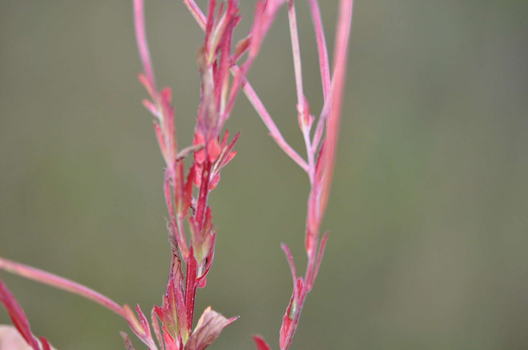 Imagem de Epilobium lamyi F. W. Schultz