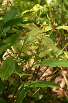 Image of Lesser Alpinia