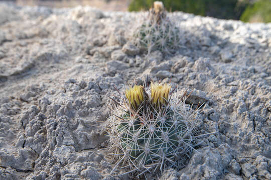 Plancia ëd Pediocactus sileri (Engelm. ex J. M. Coult.) L. D. Benson