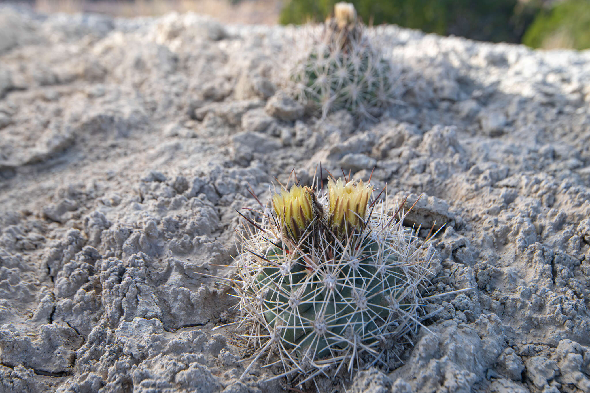 Plancia ëd Pediocactus sileri (Engelm. ex J. M. Coult.) L. D. Benson