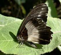 Image of White-banded Swallowtail