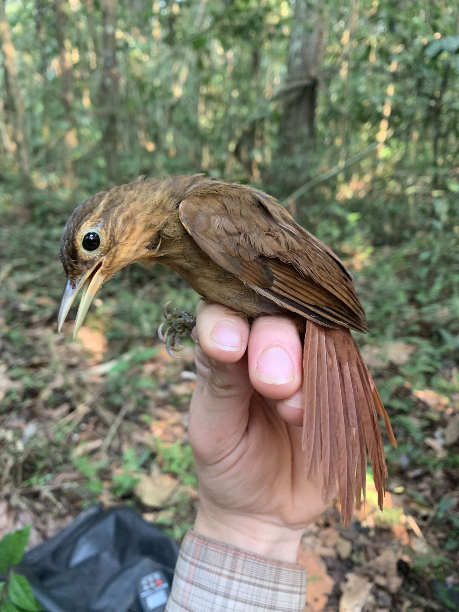 Image of Buff-throated Foliage-gleaner