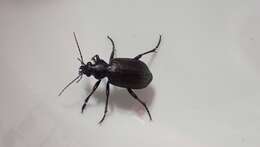 Imagem de Calosoma (Campalita) chlorostictum cognatum Chaudoir 1850