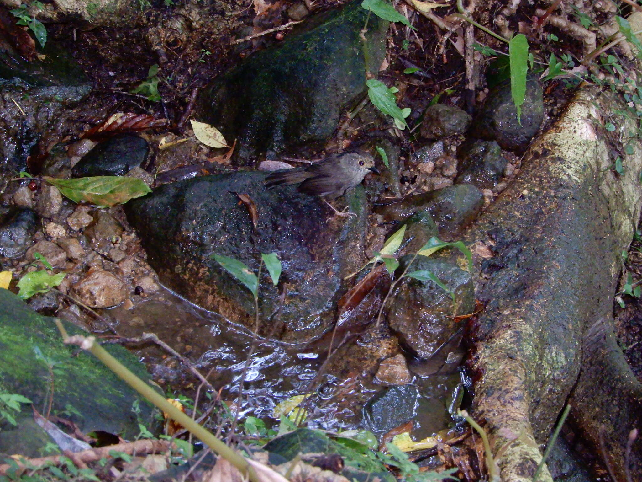 Image of Dusky Fulvetta