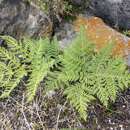 Image of whitefoot lipfern