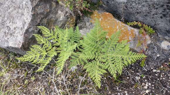 Image of whitefoot lipfern