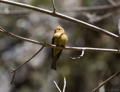 Mitrephanes phaeocercus tenuirostris Brewster 1888 resmi