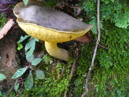 Image of Retiboletus flavoniger (Halling, G. M. Muell. & L. D. Gómez) Manfr. Binder & Halling 2002