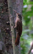 Image of Ivory-billed Woodcreeper