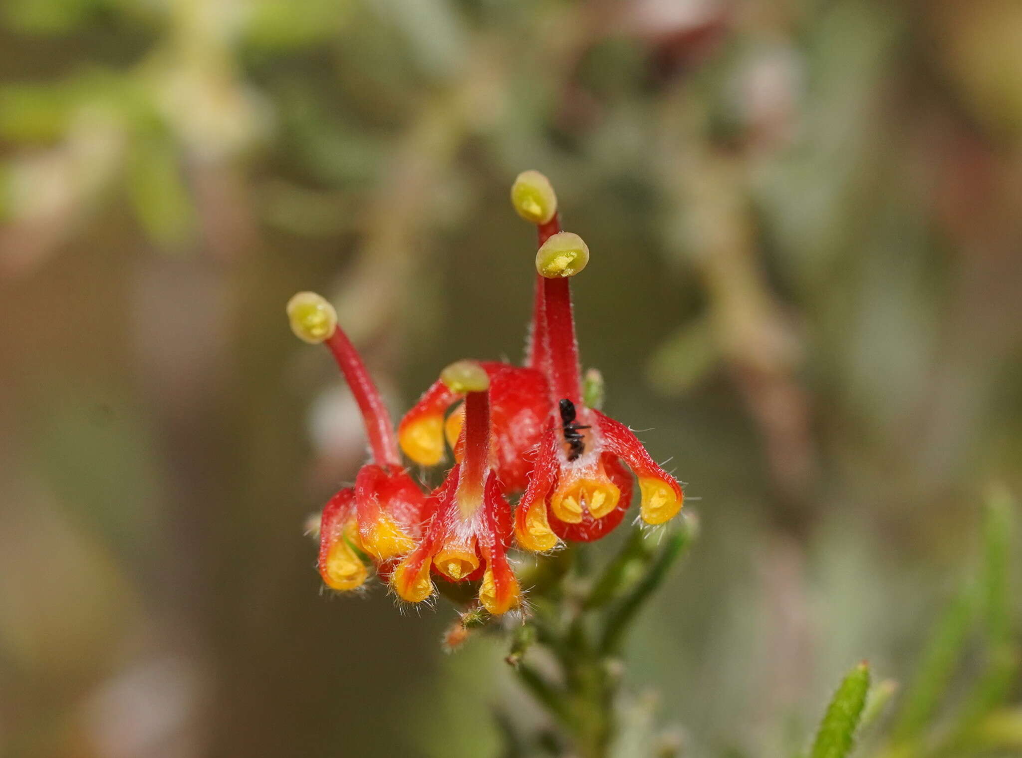 صورة Grevillea alpina Lindl.