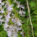 Image of Platanthera keenanii P. M. Br.