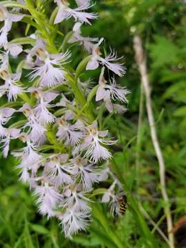 Image de Platanthera keenanii P. M. Br.