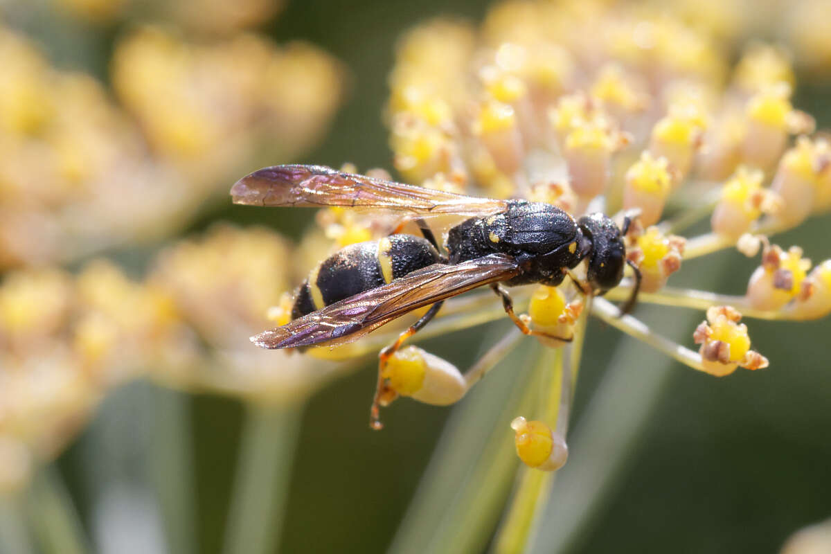 Image of Symmorphus bifasciatus (Linnaeus 1761)