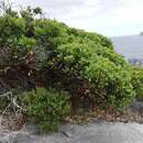 Image of Eucalyptus conferruminata subsp. conferruminata