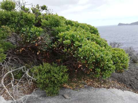 Image of Eucalyptus conferruminata subsp. conferruminata