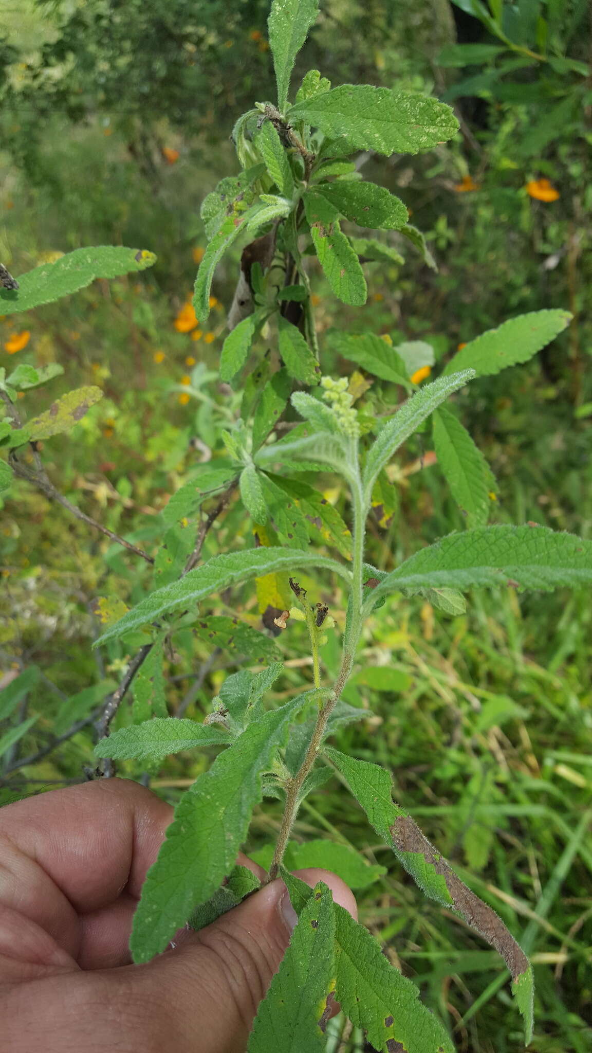 Image of black sage