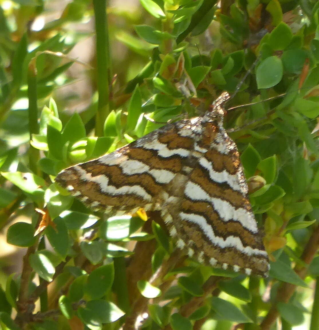 Image of Melitulias discophora Meyrick 1891