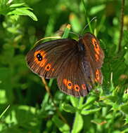 Image of woodland ringlet