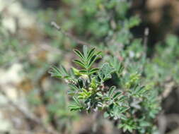 Imagem de Dalea bicolor Willd.