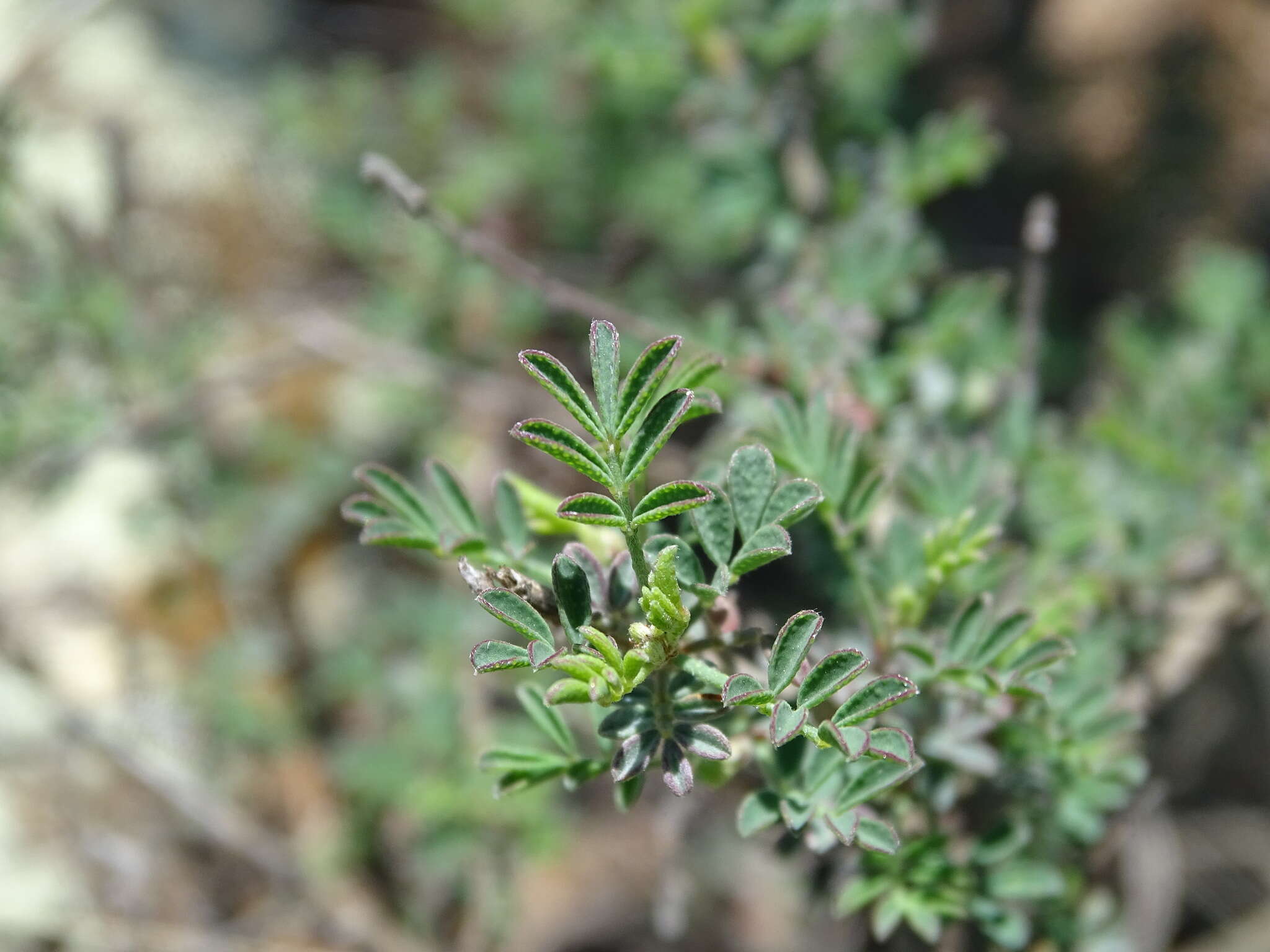 Imagem de Dalea bicolor Willd.