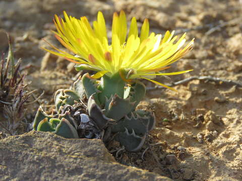 Image of Faucaria bosscheana (Berger) Schwant.