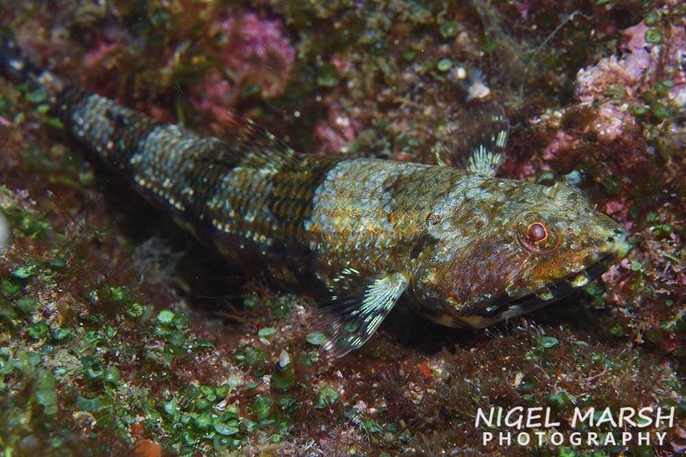 Image of Two-spot lizard fish