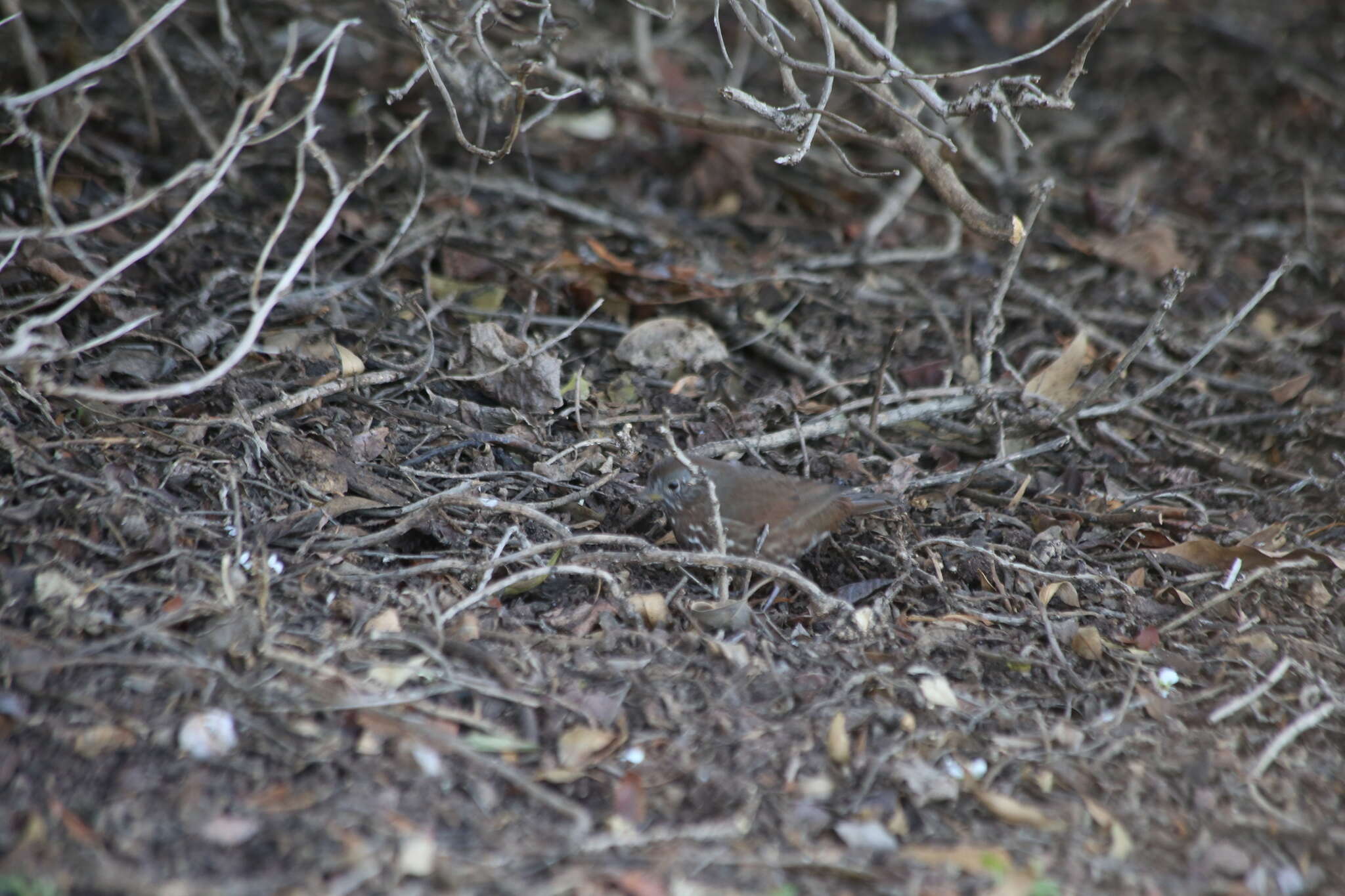 Image of Passerella iliaca annectens Ridgway