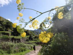 Image of Ferula communis subsp. linkii (Webb) Reduron & Dobignard