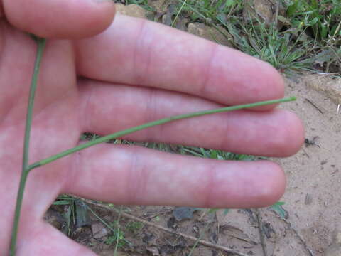 Image of Indian hedgemustard