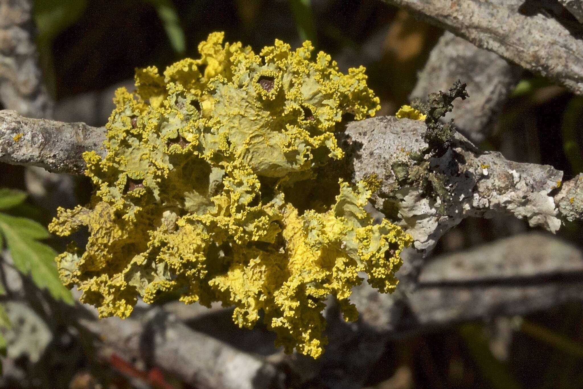 Image of Vulpicida canadensis (Räsänen) J.-E. Mattsson & M. J. Lai