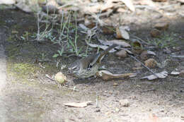 Image of Spotted Scrubwren