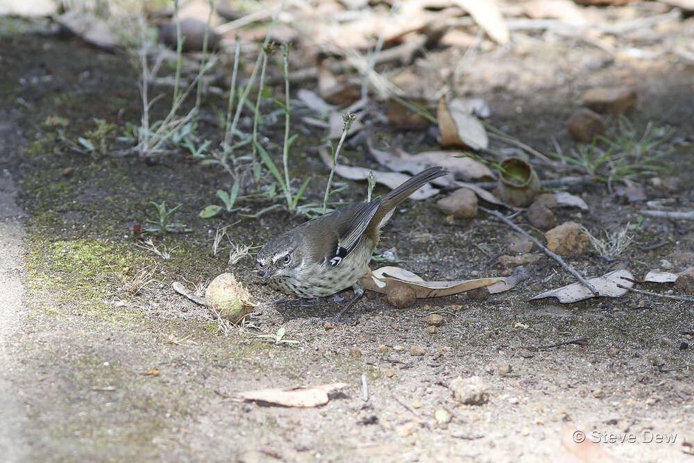 Image of Spotted Scrubwren