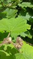 Plancia ëd Rubus moluccanus L.