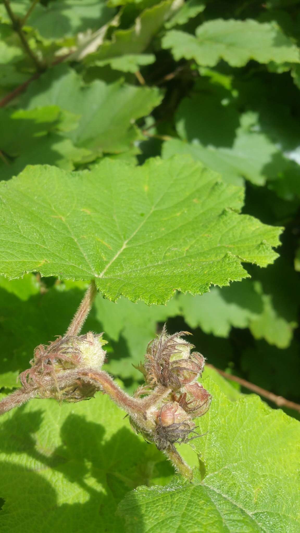 Plancia ëd Rubus moluccanus L.