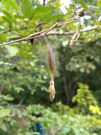 Image of Barkeria uniflora (Lex.) Dressler & Halb.