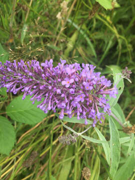 Image of butterfly-bush