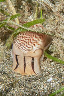 Image of wavy moonsnail