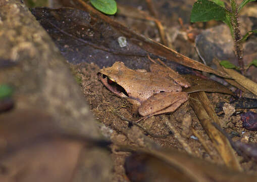 Image de Aglyptodactylus Boulenger 1918