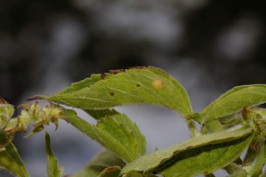 Ocimum gratissimum subsp. gratissimum的圖片