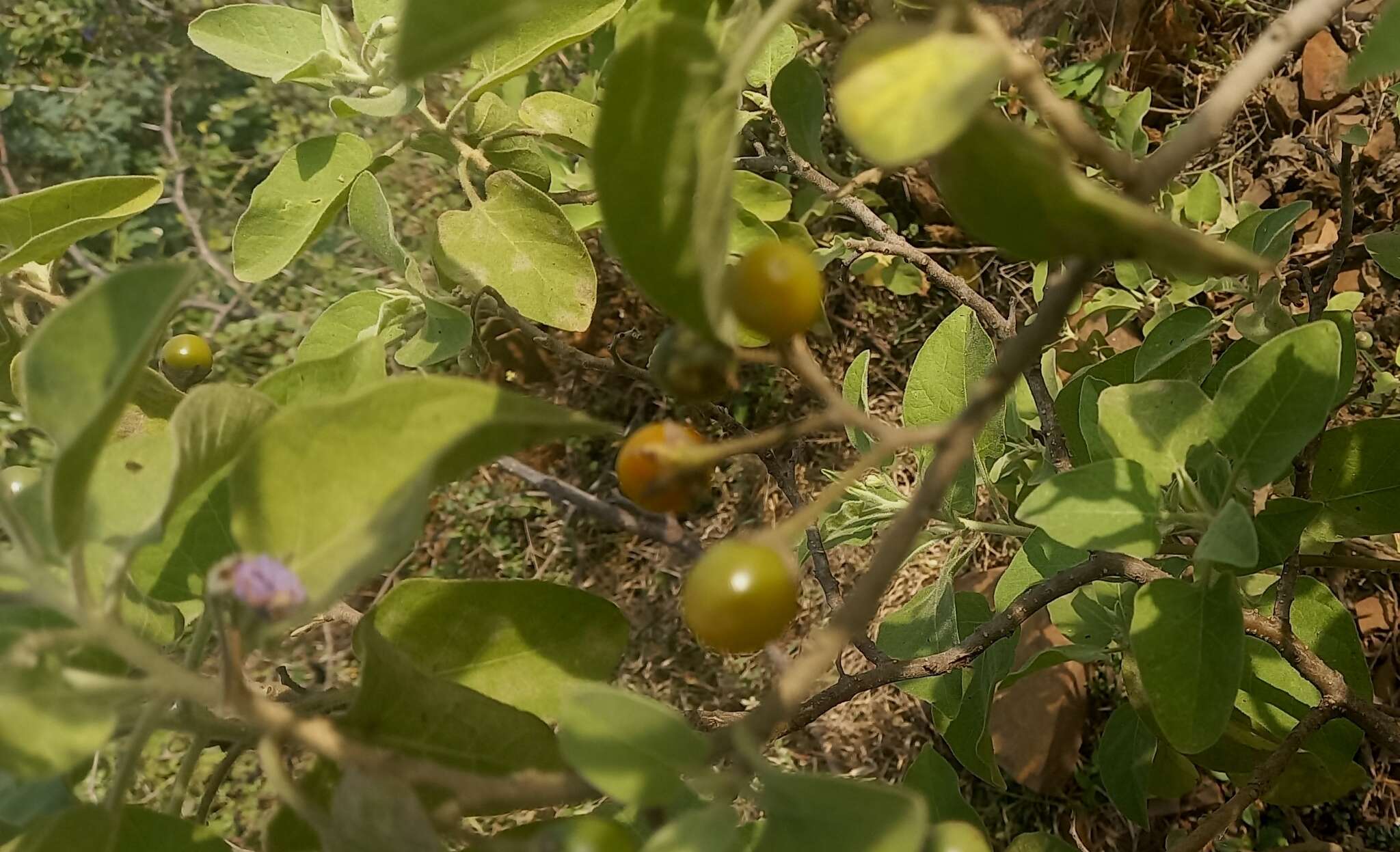 Image of Solanum pubescens Willd.