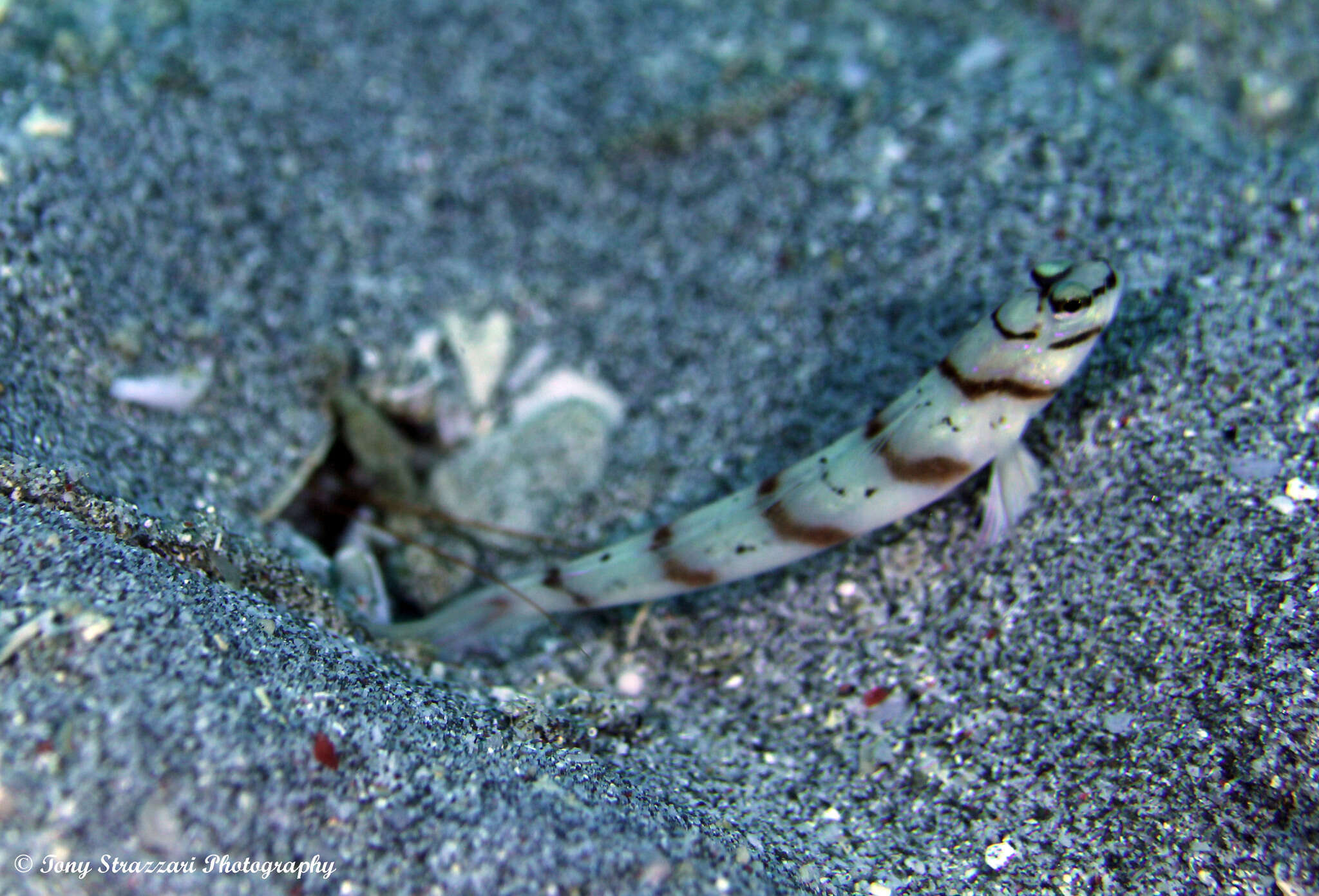 Plancia ëd Amblyeleotris diagonalis Polunin & Lubbock 1979