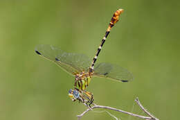 صورة Erpetogomphus designatus Hagen ex Selys 1858