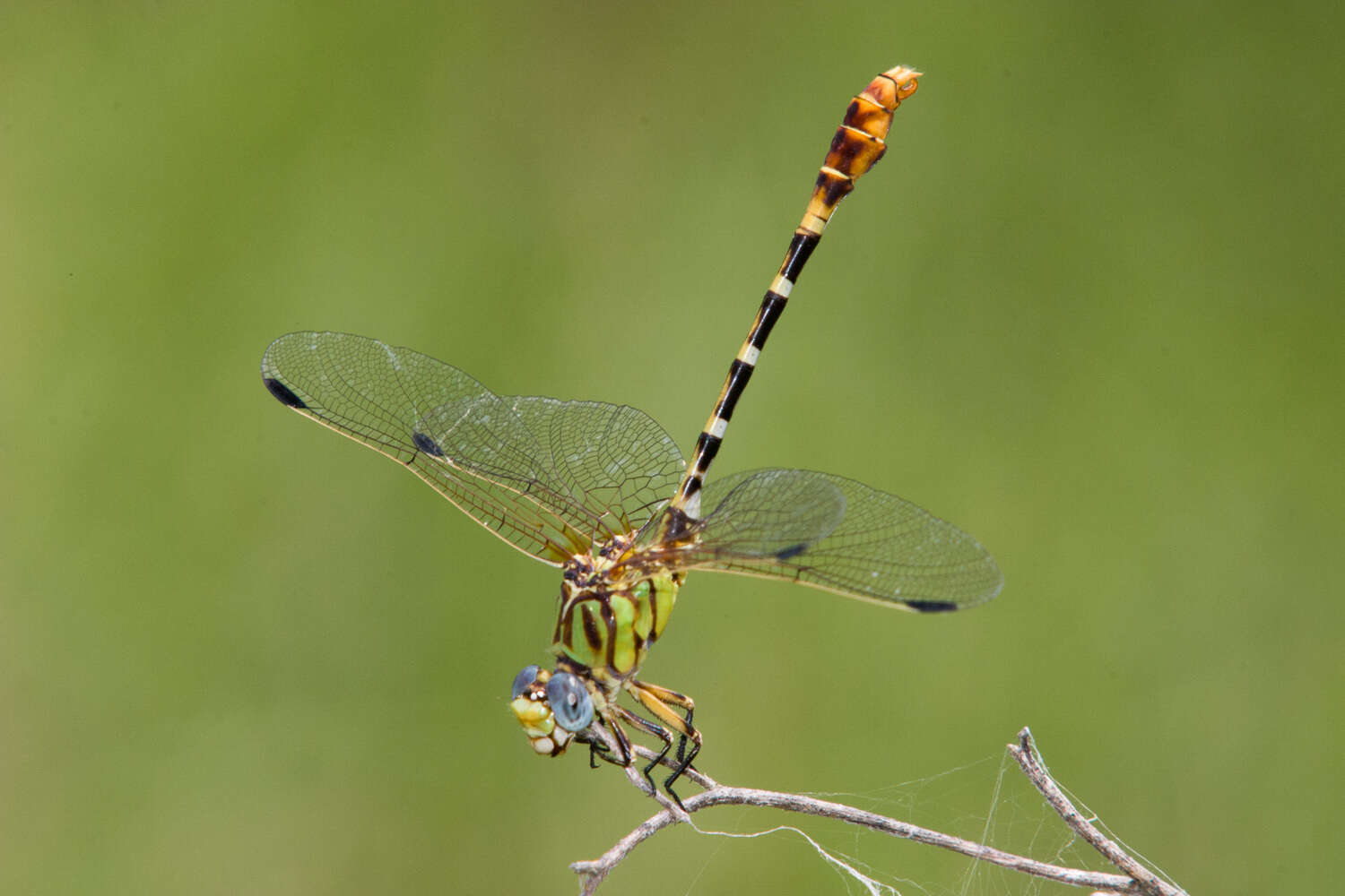 Imagem de Erpetogomphus designatus Hagen ex Selys 1858