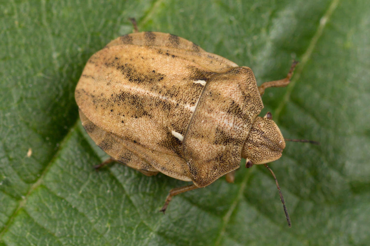 Image of Eurygaster testudinaria (Geoffroy 1785)