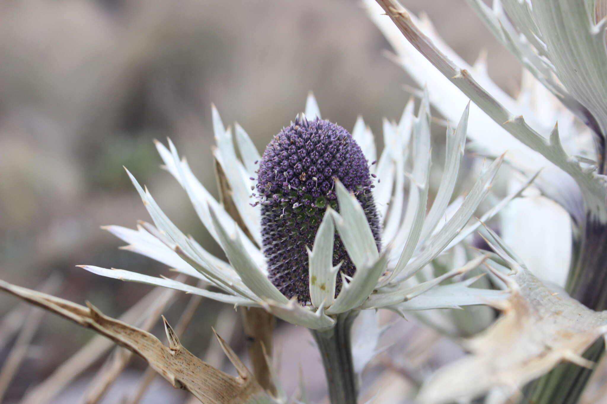 Eryngium proteiflorum Delar. resmi