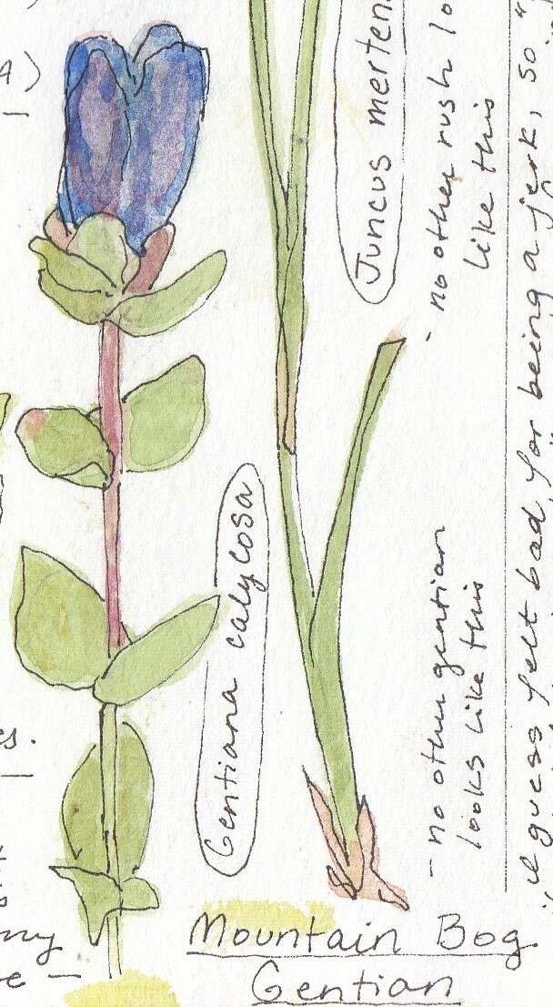 Image of Bog Gentian